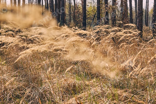 Preview: Dry wild plants in the wooded area