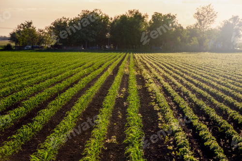 Preview: Green and lush Agricultural fields of Corn plants on sunny morning.