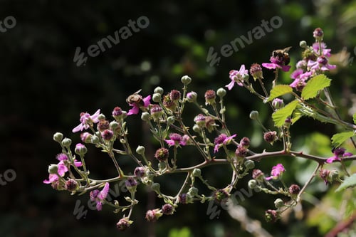 Preview: bee on blackberry blossom in spring