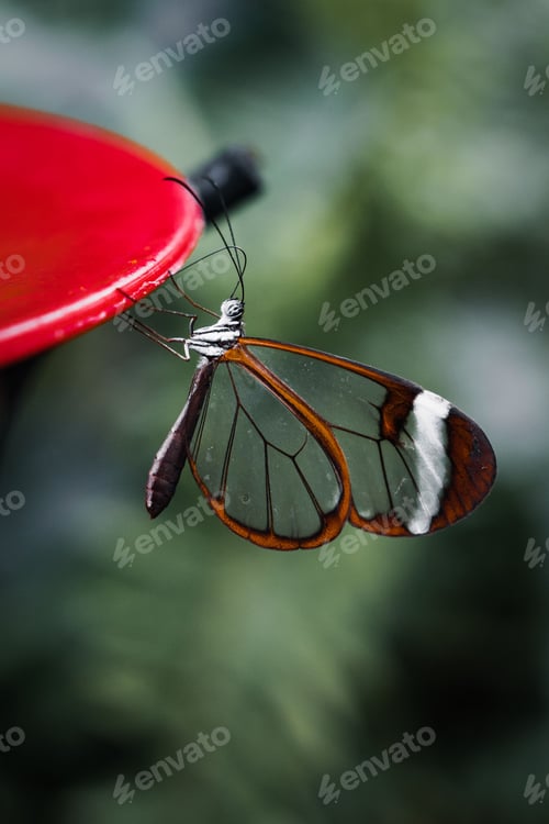 Preview: Close-up of a Glasswing butterfly (Greta oto) perched on a red bird feeder
