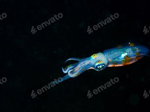 Preview: squid