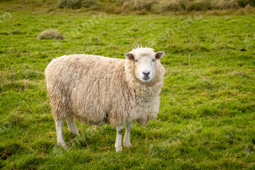 Vorschau: Wooly Sheep In Field, Neuseeland