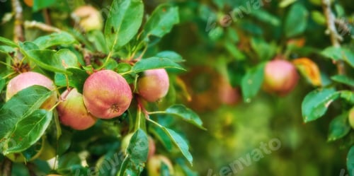 Preview: Apples