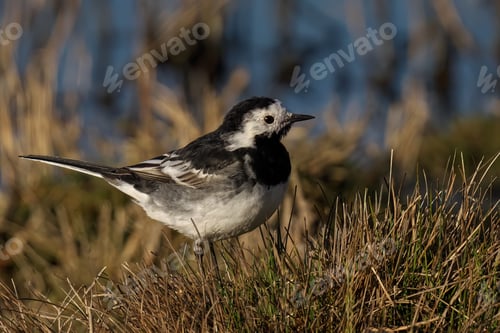 Preview: Pied Wagtail perched atop a lush green meadow