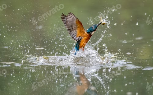 Preview: Kingfisher emerging from the water with a fish in its beak