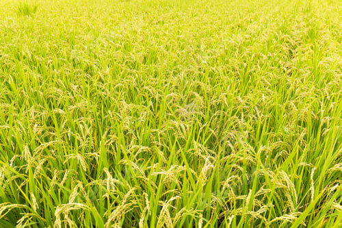 Preview: Fresh Rice meadow