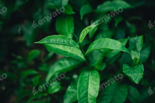 Preview: Fresh green tea leaf shoots in nature