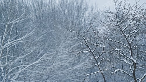 Preview: Snow gently falling among standing trees in calm winter scene. Slow snowfall