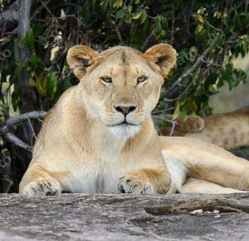 Preview: Lion