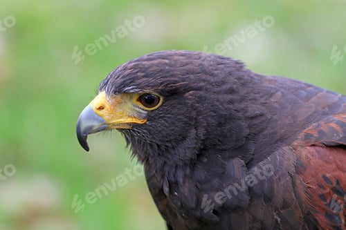 Preview: Harris Hawk
