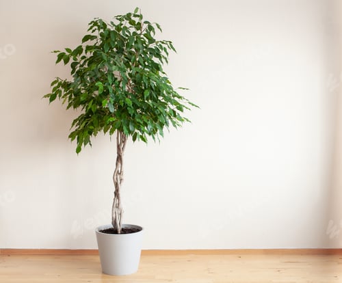 Preview: ficus benjamina large green houseplant with long braided stem