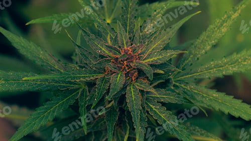 Preview: Closeup shot of a cannabis plant