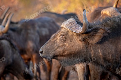 Preview: Side profile of an African buffalo.