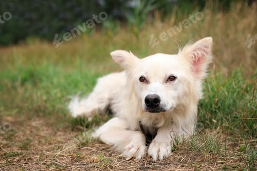 Preview: Homeless dog at animal shelter outdoors. Concept of volunteering