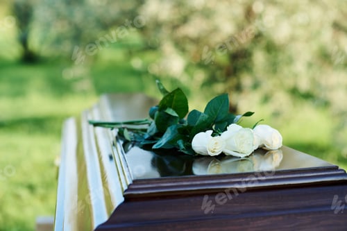 Preview: Focus on bunch of several fresh white roses on top of closed coffin lid