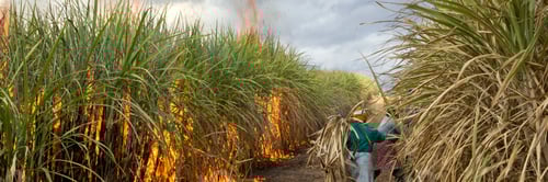 Preview: Sugarcane field