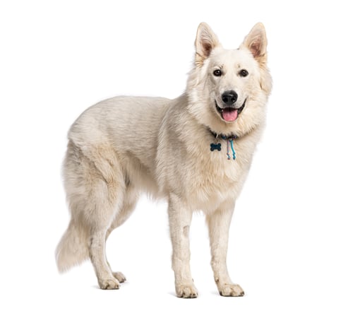 Preview: White Swiss Shepherd dog standing happy on white background