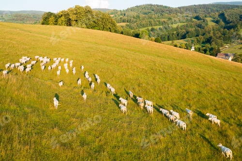 Preview: White cows graze on large mountain meadow with lush grass