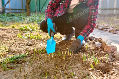 Preview: Seasonal spring gardening, woman's hands with tools on a flower bed with sprouting flowers