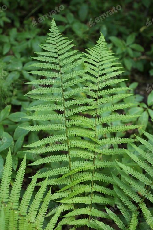 Preview: Branch of green fern