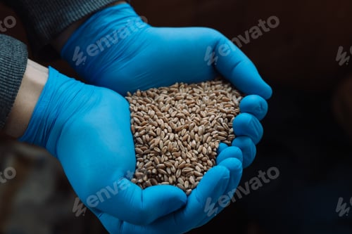 Preview: Close-up of a handful of wheat seeds in hands