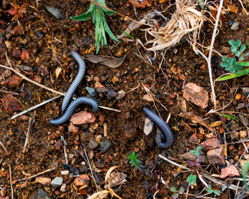 Preview: Three millipedes or wire worm (Ommatoiulus rutilans).