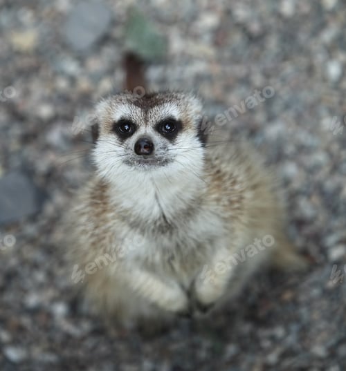 Preview: Funny and cute suricate (meerkat)