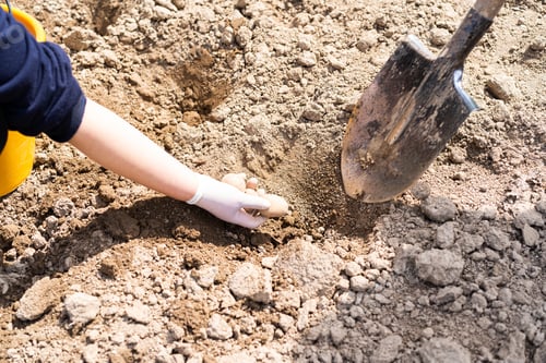 Preview: Planting potatoes in the ground. Early spring preparation for the garden season.