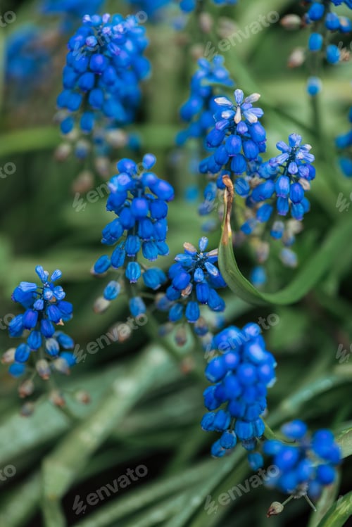 Preview: close up view of bright blue flowers and green leaves