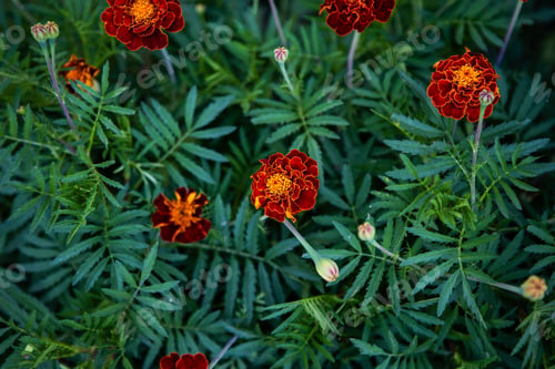 Preview: Marigold. Very beautiful bright multi-colored flowers. Close-up.