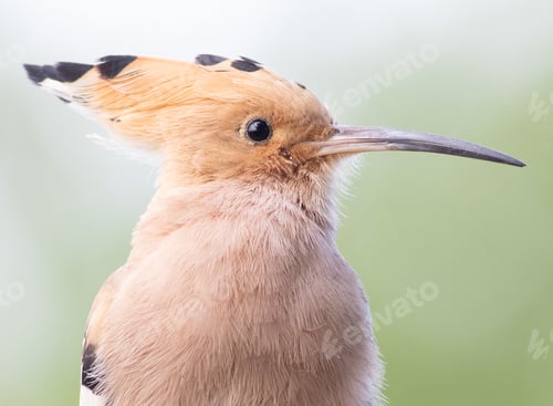 Preview: Eurasian hoopoe, Upupa epops. Close-up portrait of a bird on an flat blurred background