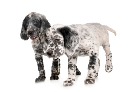 Preview: puppy english setter