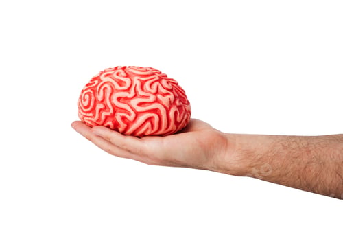 Preview: Human rubber brain in a hand