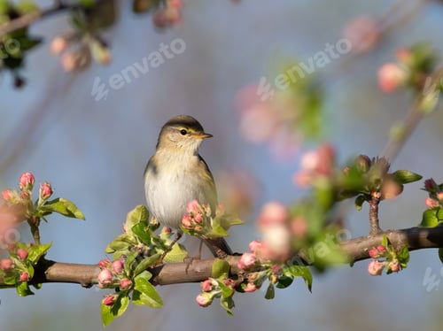 Preview: Willow warbler, Phylloscopus trochilus. Spring, a bird sits on the branch of a blossoming tree