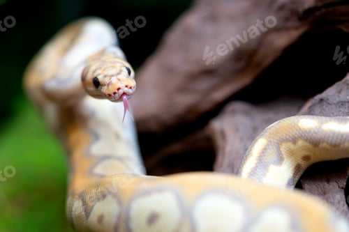 Vista previa: Serpiente pitón mixta amarilla y blanca.