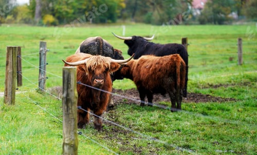 Preview: Closeup shot of bulls on the lawn in the farm under the daylight