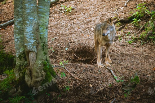Preview: wolf in the forest