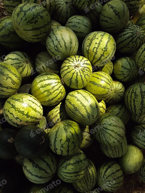 Preview: Portrait of ripe watermelons piled up in bunch
