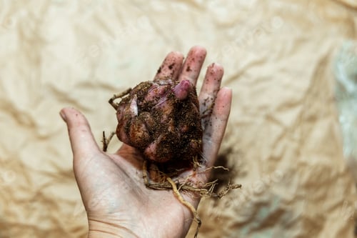 Preview: Close-up of a flower bulb with a sprouting purple lily in hands for planting
