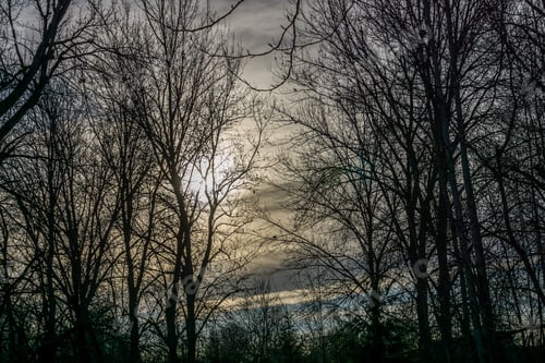 Preview: A Silhouette Shot Of Bare Winter Trees In Kent, Washingotn.