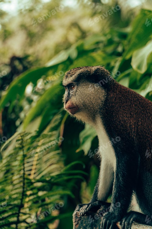 Preview: Selective focus shot of a monkey perched atop a wooden fence in the lush jungle