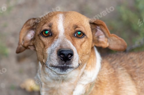 Preview: Guard brown with white spots dog. A large portrait. Sunny autumn day. Front view.