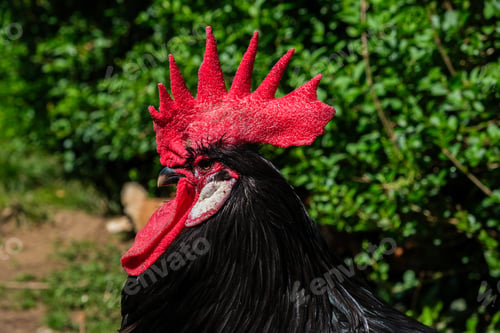 Preview: A close up view of a rooster standing near a bush, showing its vibrant feathers and red comb