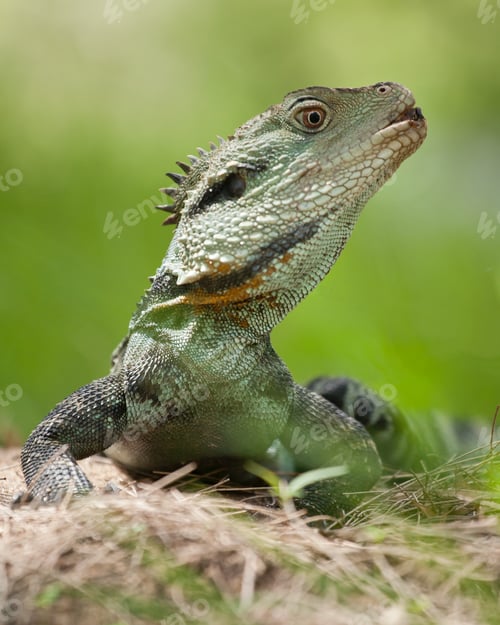 Preview: Australian water dragon