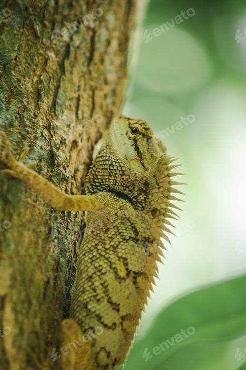 Preview: Yellow lizards on trees