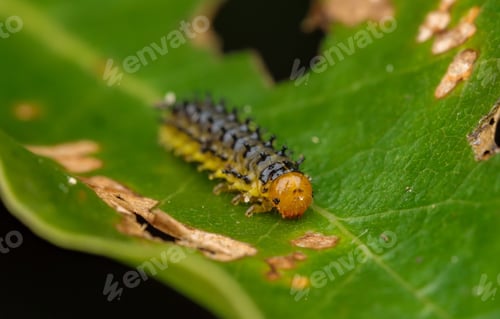 Preview: Closeup of a small Caterpillar crawling on a green leaf