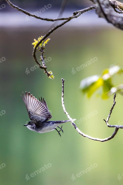 Preview: Up of a small bird perched on a tree branch with its wings outstretched and ready for takeoff