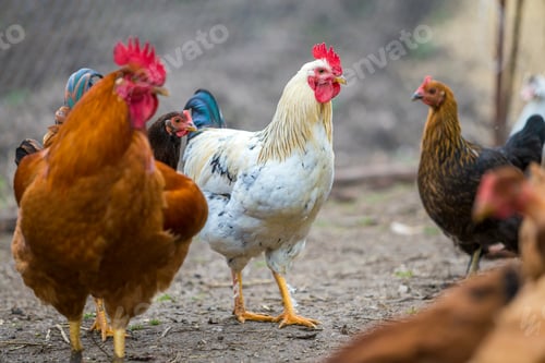 Preview: Group of grown healthy red and black hens