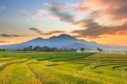 Preview: Aerial view of asia in indonesian rice fields with mountains at sunrise