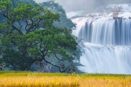 Preview: Ban Gioc waterfall flowing with big tree on rice field